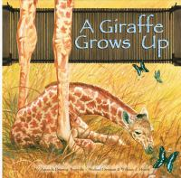 A_giraffe_grows_up